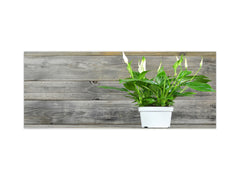 Wide-format tempered glass kitchen wall panel with metal backing - and without: Spathiphyllum in flowerpot