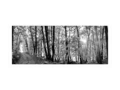 Wide-format tempered glass kitchen wall panel with metal backing - and without: Forest road