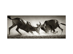 Toughened printed glass backsplash - Wideformat steel coated wall glass splashback: Duel in dust - South Africa