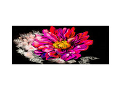 Tempered Glass magnetic and non magnetic splashback in wide-format: Flower on black background