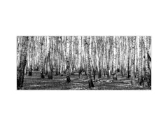 Large format horizontal backsplash - magnetic and non magnetic tempered glass: Birch forest