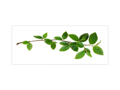 Panel de pared de gran formato con respaldo de chapa metálica magnética y no magnética: Rama de árbol verde