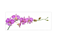 Tempered Glass magnetic and non magnetic splash-back in wide-format: Phalaenopsis dendrobium Orchid