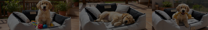 Dogs Beds