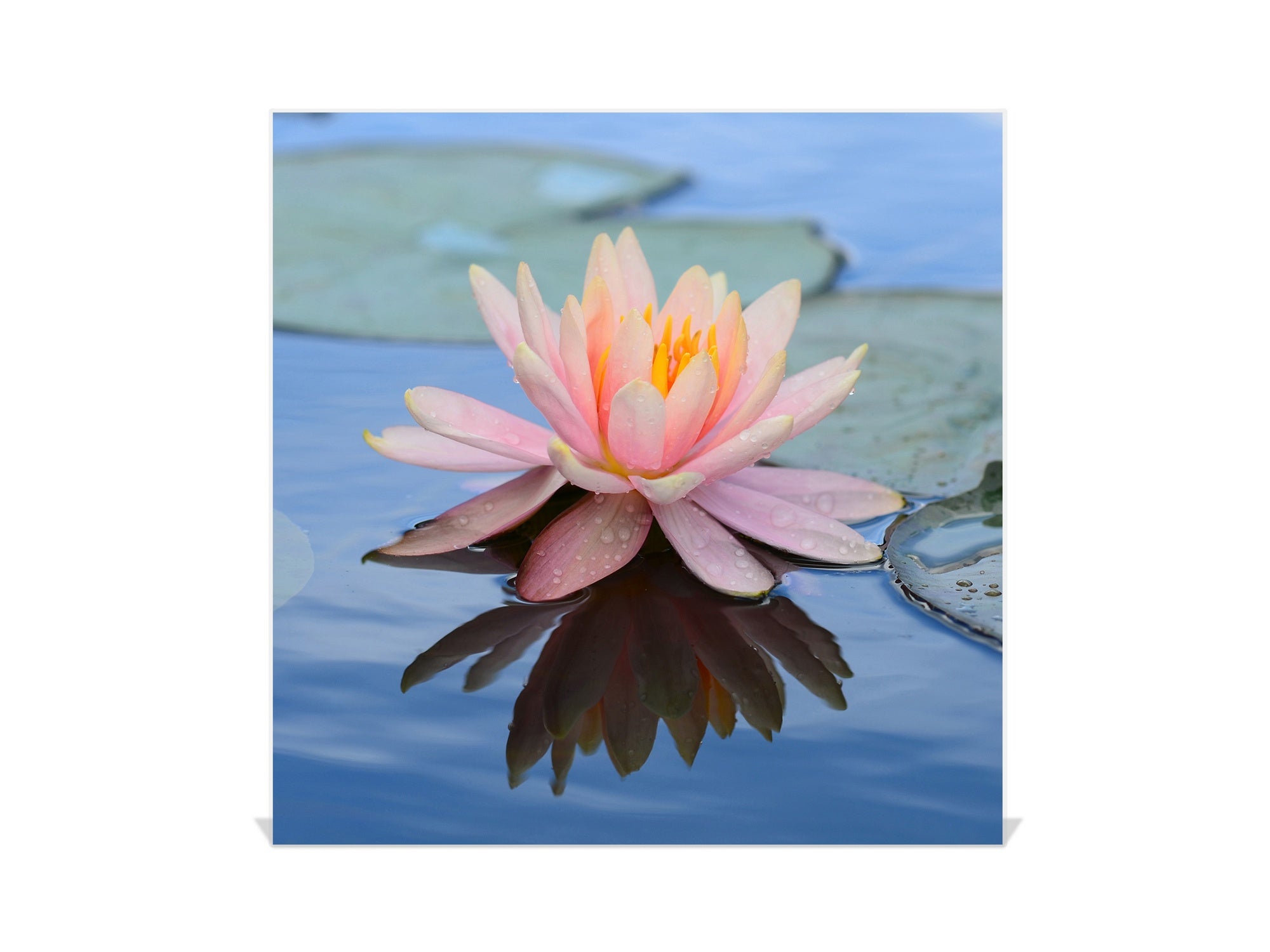 Decorative Key Box with Magnetic Glass Dry-Erase Board KN14 Nature series : Beautiful water lilly flower 1