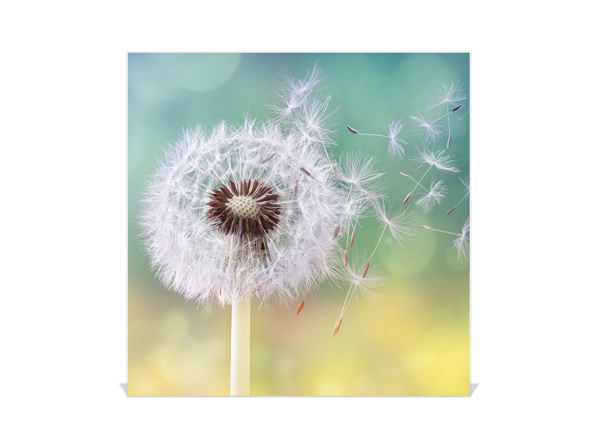 Decorative Key Box with Magnetic Glass Dry-Erase Board KN14 Nature series : Dandelion