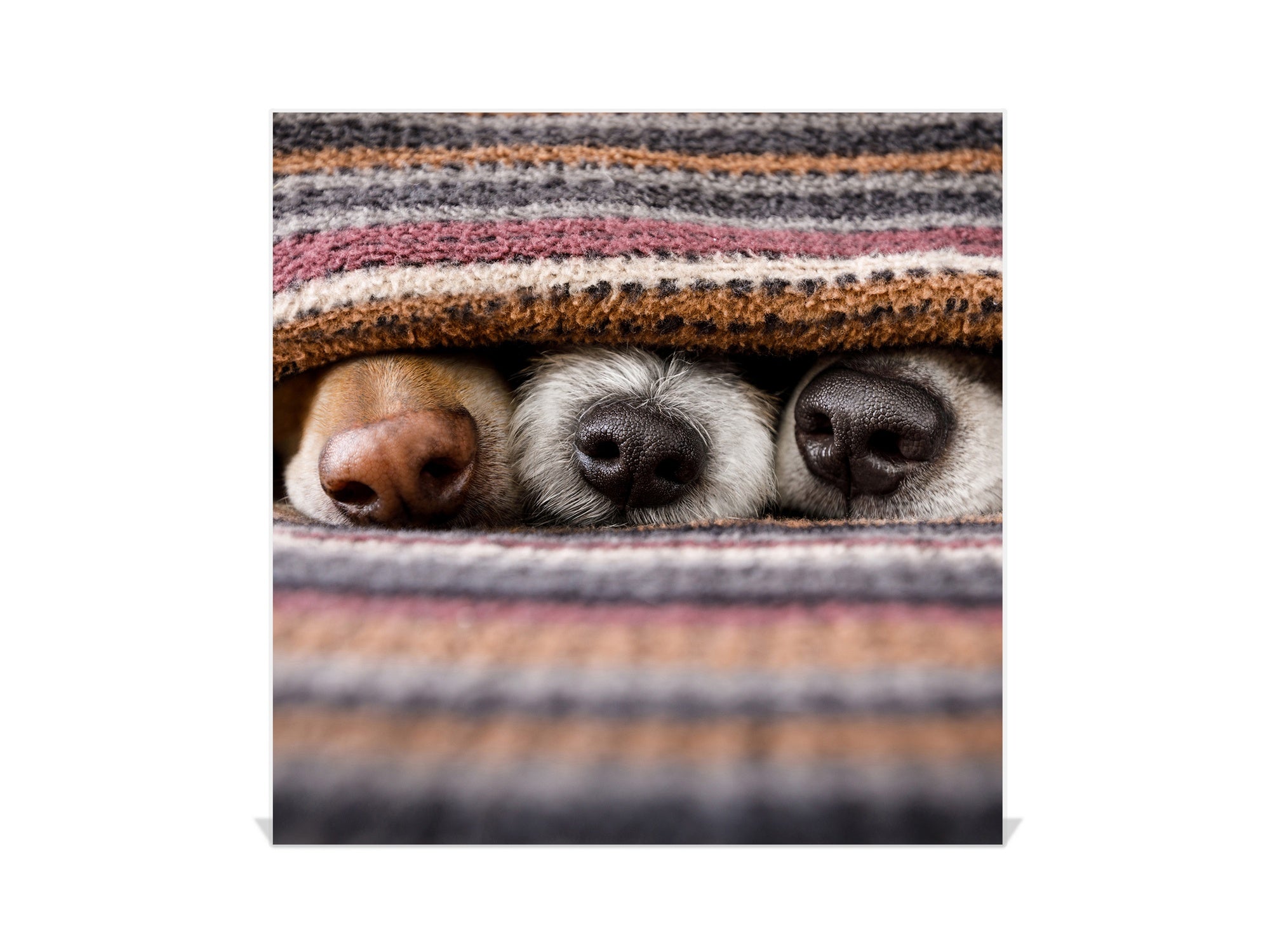 Decorative Key Organizer with Magnetic Surface Dry-Erase Board KN17 Animals Series : Sleeping dogs