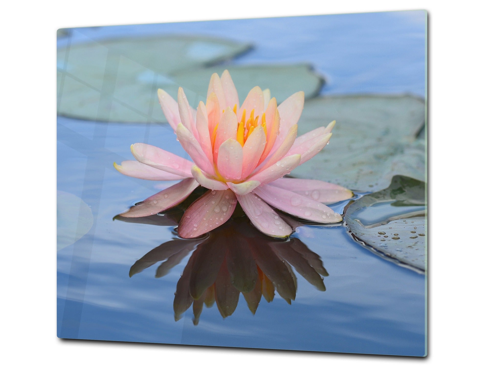Tempered GLASS Cutting Board – Worktop saver and Pastry Board –- Glass Kitchen Board; MEASURES: SINGLE: 60 x 52 cm (23,62” x 20,47”); DOUBLE: 30 x 52 cm (11,81” x 20,47”); D34 Nature Series: Beautiful water lilly flower 1