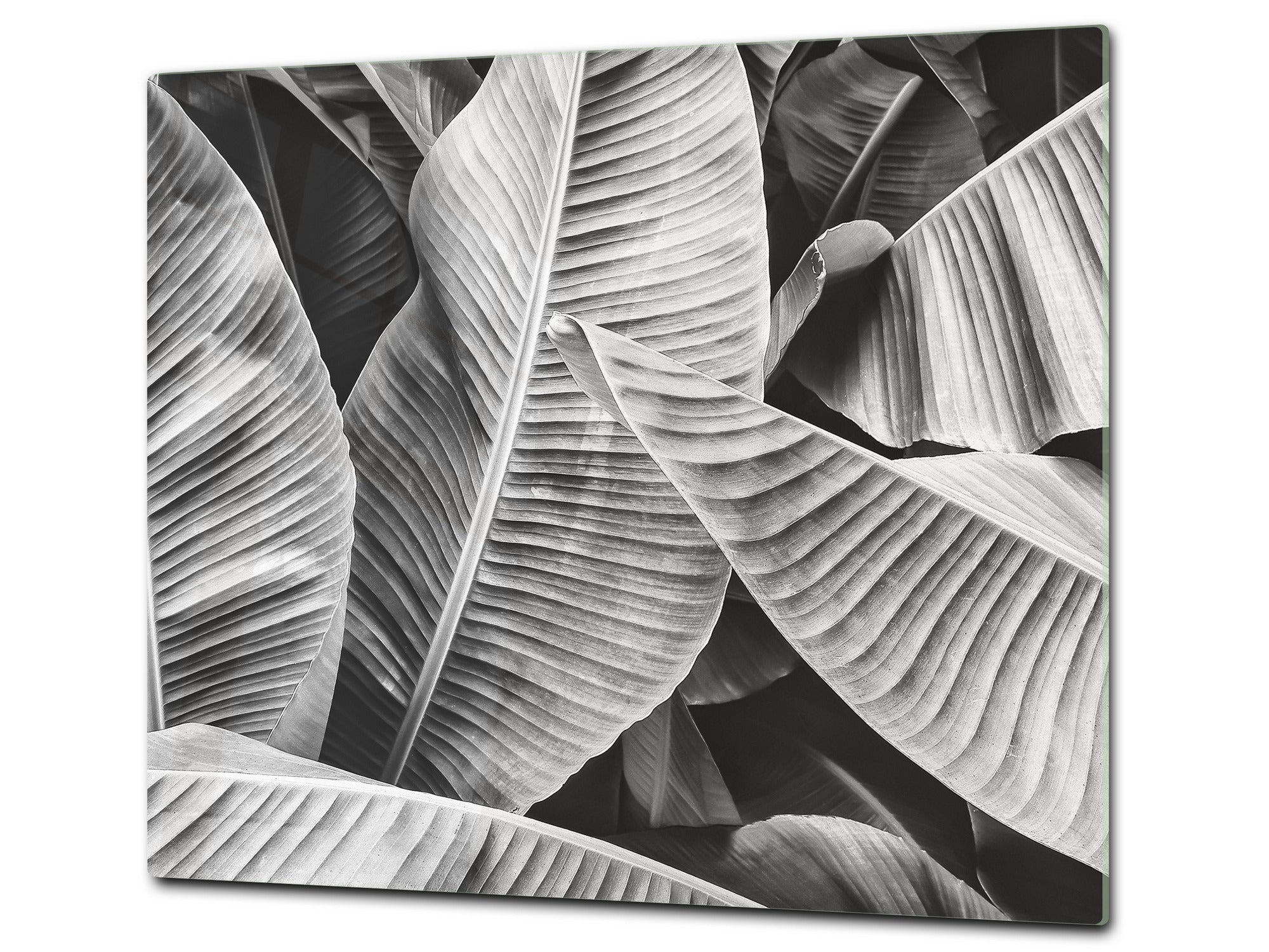 Tempered GLASS Cutting Board – Worktop saver and Pastry Board –- Glass Kitchen Board; MEASURES: SINGLE: 60 x 52 cm (23,62” x 20,47”); DOUBLE: 30 x 52 cm (11,81” x 20,47”); D34 Nature Series: Black and white banana leaves