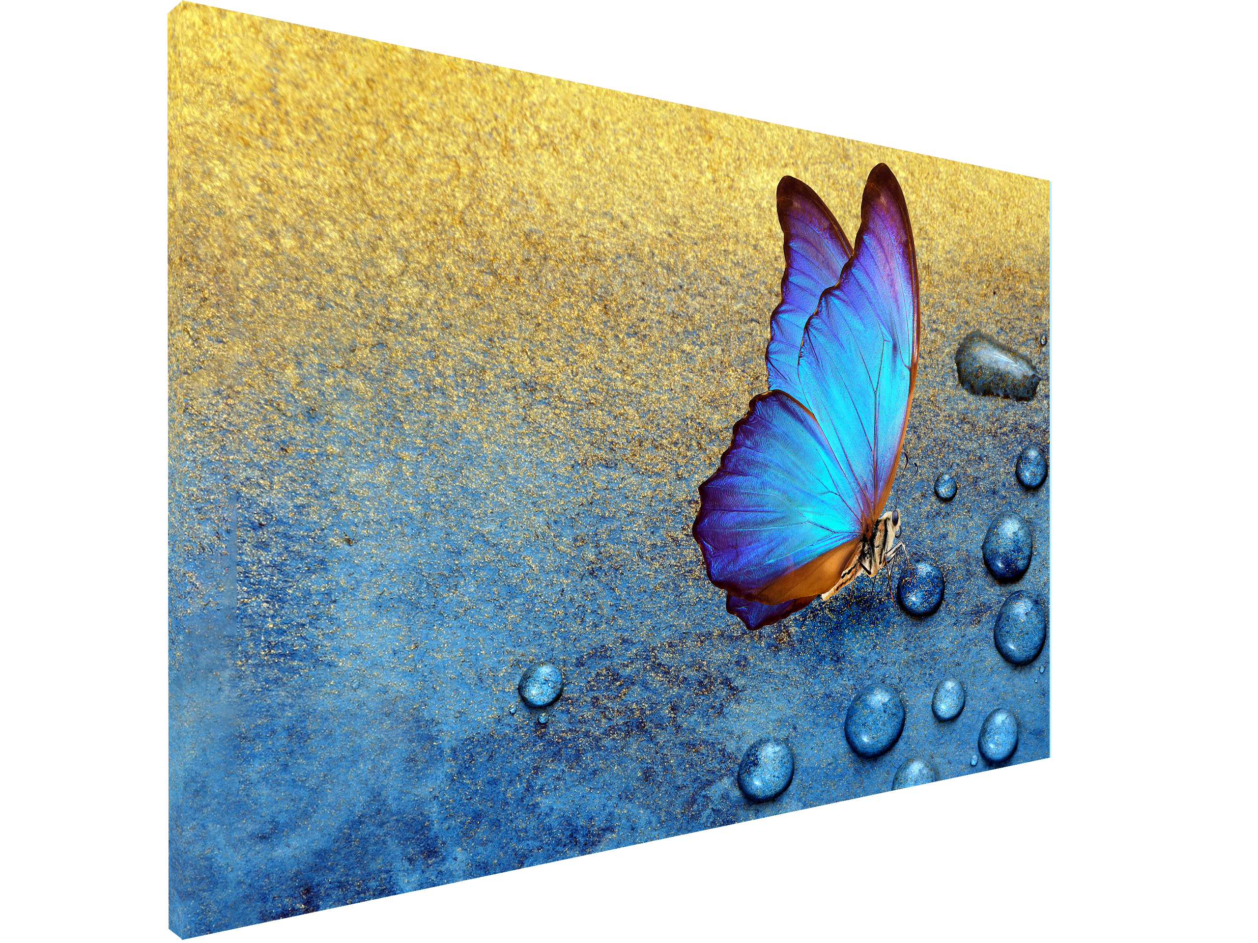 Magnetic Metal Board – Dry-Erase Wall Board & Strong Magnet Bulletin Board for Offices, Homes & Classrooms – Modern & Durable Wall Organizer : Tropical butterfly 2