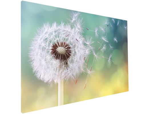 Magnetic Metal Board – Dry-Erase Wall Board & Strong Magnet Bulletin Board for Offices, Homes & Classrooms – Modern & Durable Wall Organizer : Dandelion