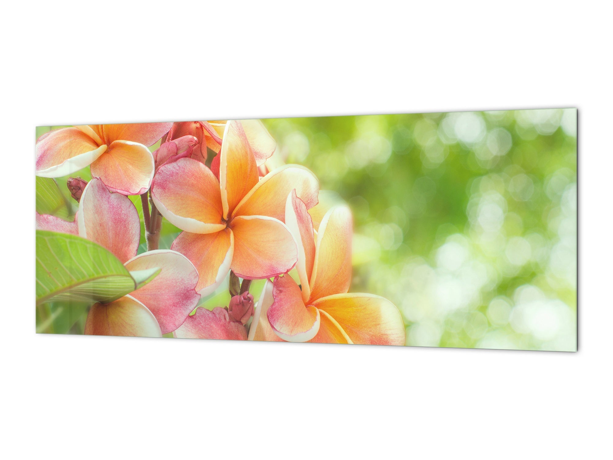 Design glass backsplash - Tempered Glass BBS29 splashback w/wo magnetic properties : Nature Series : Frangipani flower