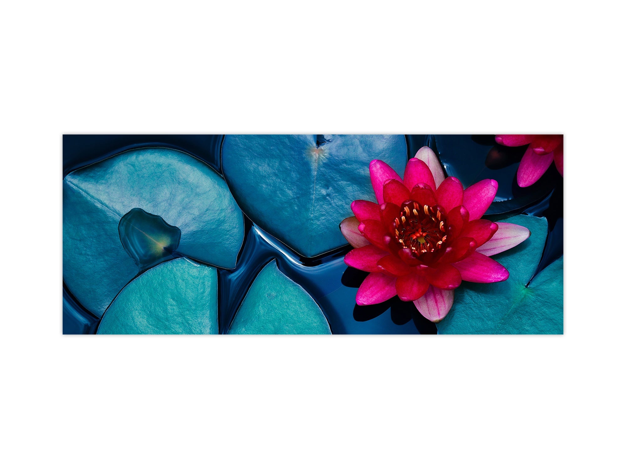 Salpicadero de vidrio de diseño - Salpicadero de vidrio templado BBS29 con/sin propiedades magnéticas: Serie Naturaleza: Flor de loto rosa