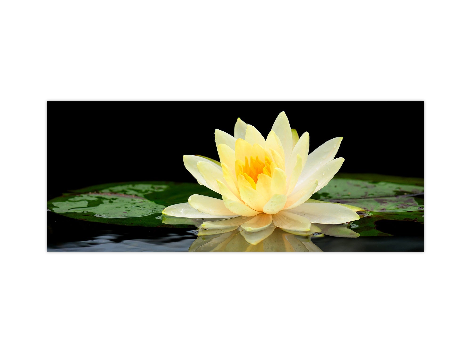 Design glass backsplash - Tempered Glass BBS29 splashback w/wo magnetic properties : Nature Series : Beautiful water lilly flower 2