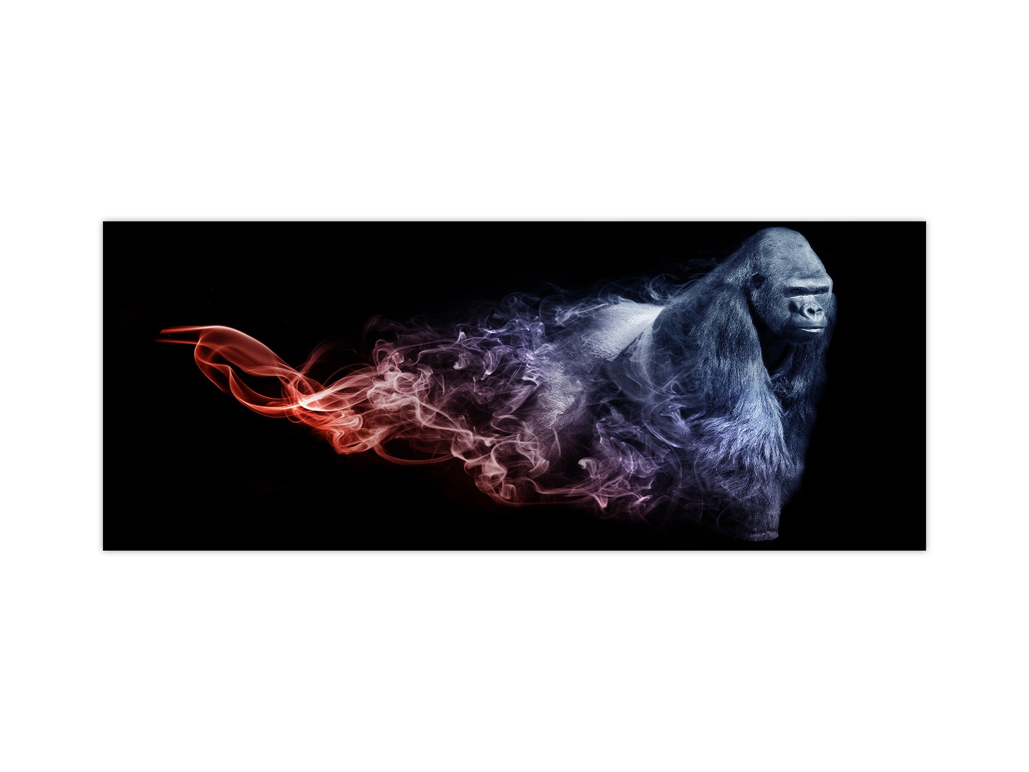 Stunning glass wall art - Wide format kitchen backsplash BBS32 w/wo magnetic properties : Animals series : Colourful gorilla