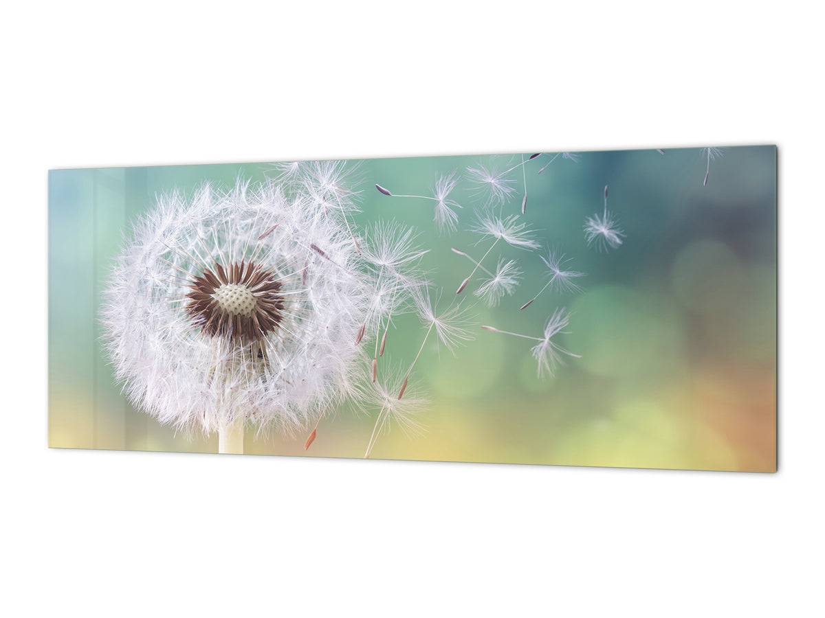 Design glass backsplash - Tempered Glass BBS29 splashback w/wo magnetic properties : Nature Series : Dandelion