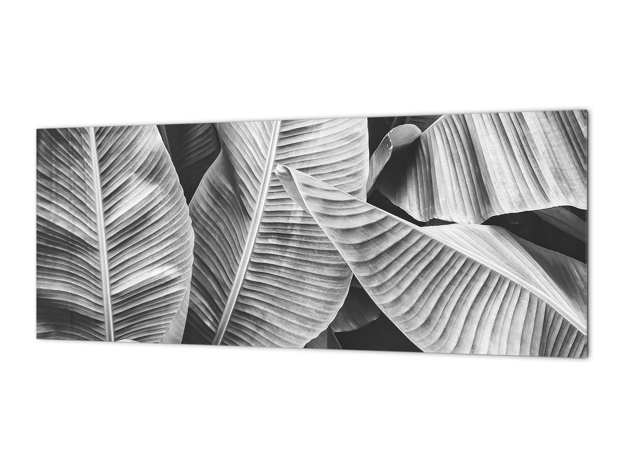 Design glass backsplash - Tempered Glass BBS29 splashback w/wo magnetic properties : Nature Series : Black and white banana leaves