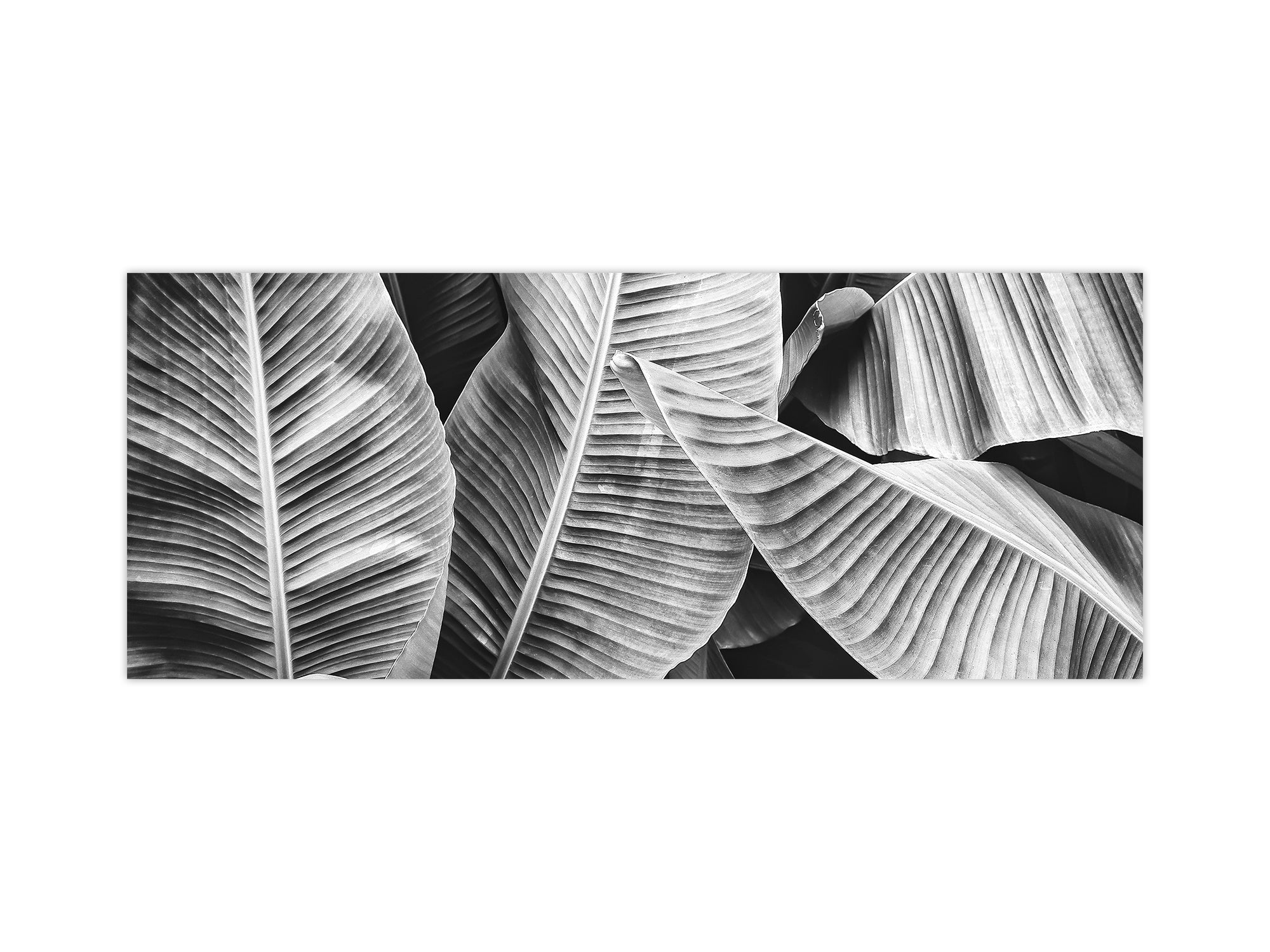Design glass backsplash - Tempered Glass BBS29 splashback w/wo magnetic properties : Nature Series : Black and white banana leaves