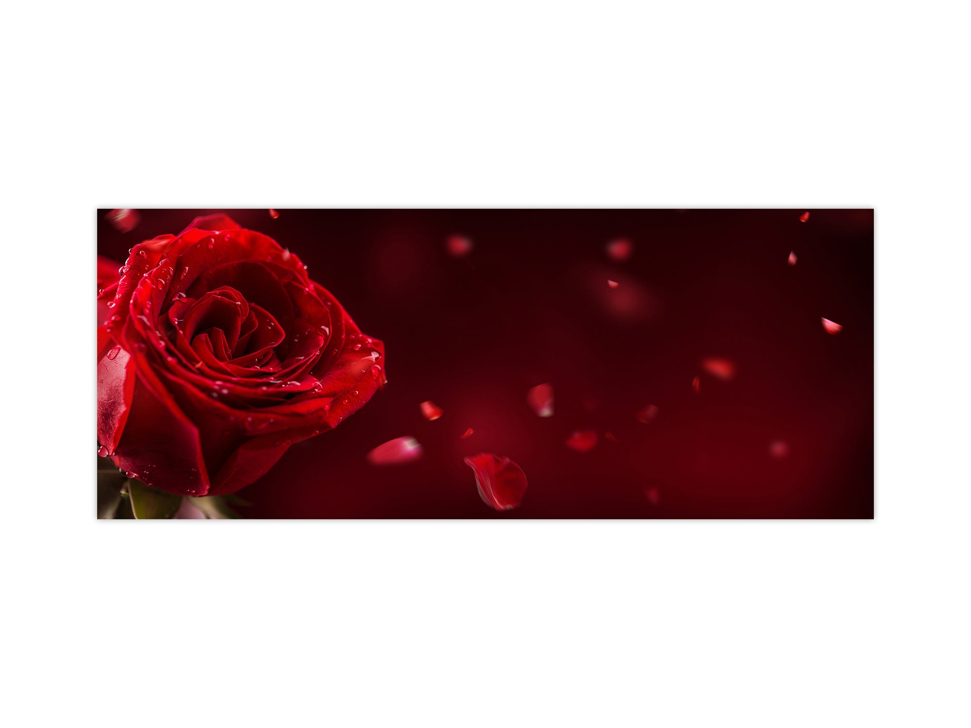Design glass backsplash - Tempered Glass BBS29 w/wo magnetic properties splashback : Nature Series : Romantic red rose