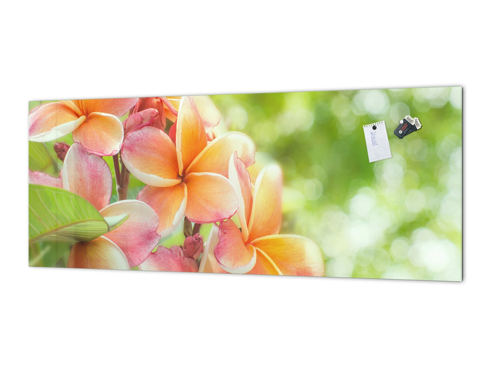 Design glass backsplash - Tempered Glass BBS29 splashback w/wo magnetic properties : Nature Series : Frangipani flower