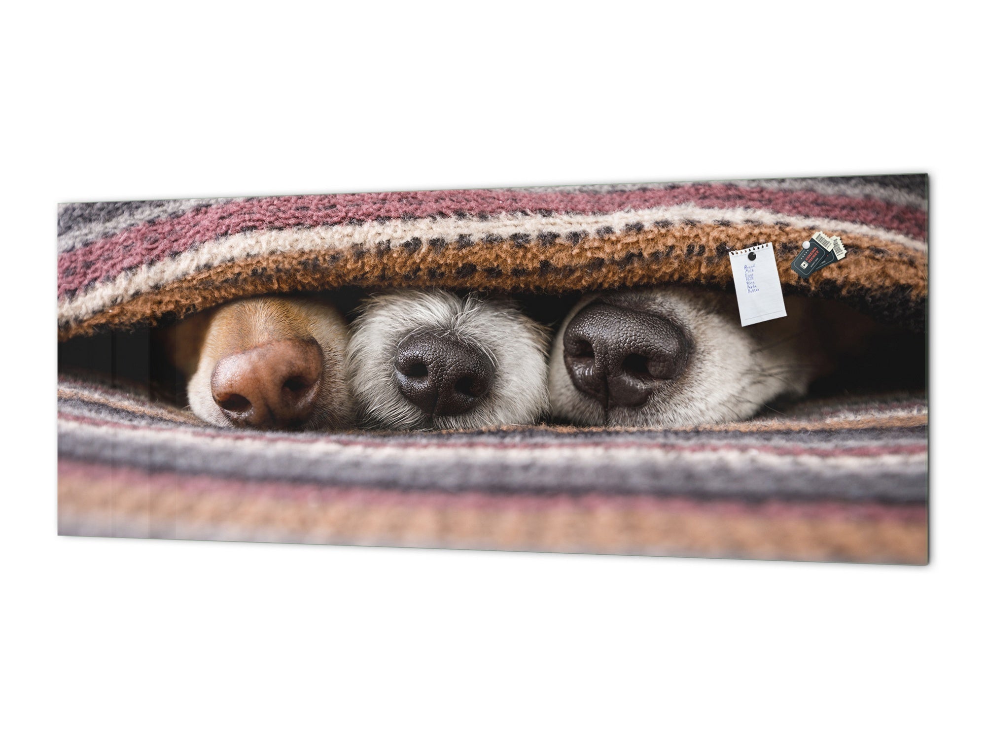 Stunning glass wall art - Wide format kitchen backsplash BBS32 w/wo magnetic properties : Animals series : Sleeping dogs