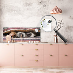 Stunning glass wall art - Wide format kitchen backsplash BBS32 w/wo magnetic properties : Animals series : Sleeping dogs