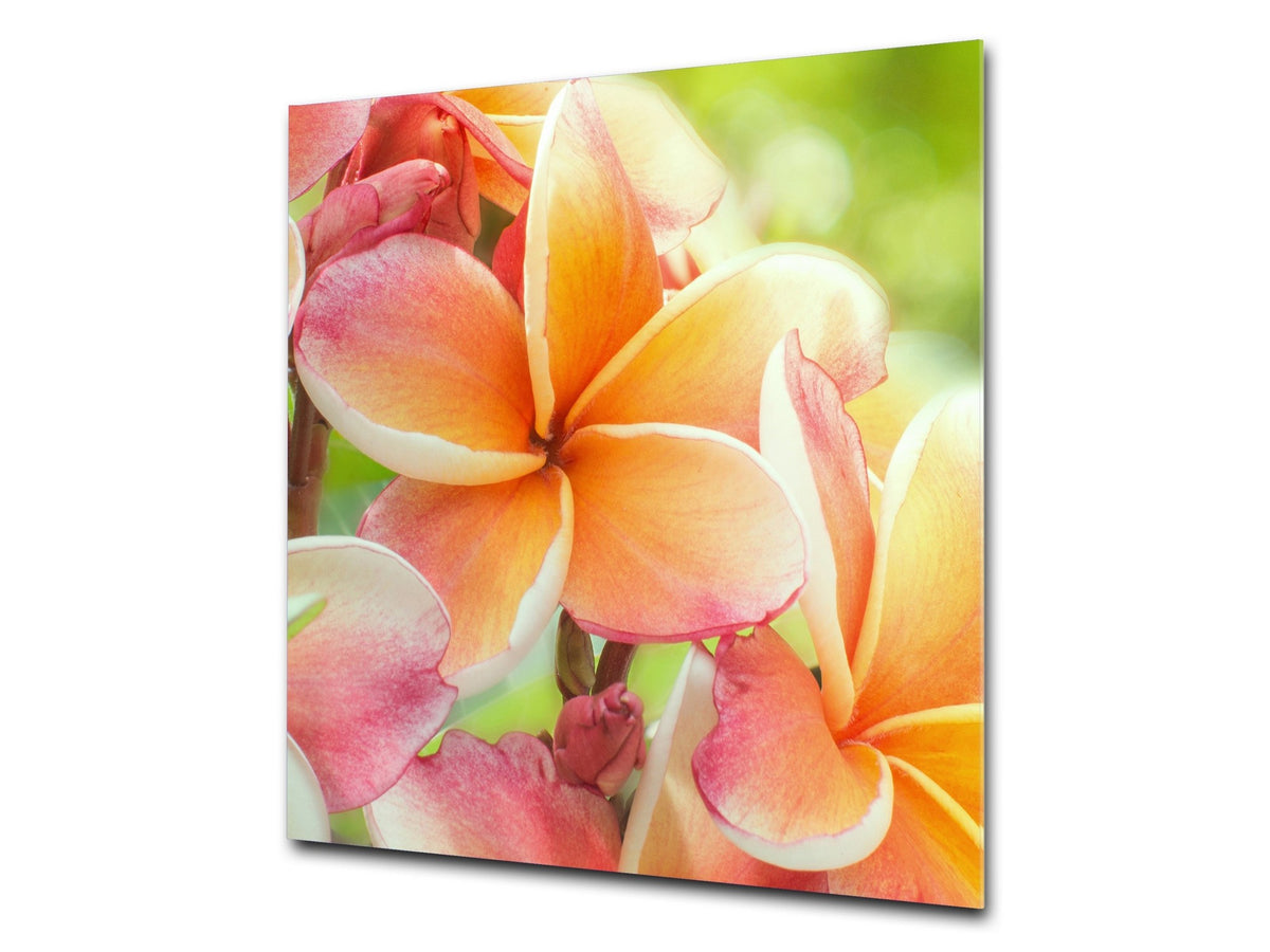 Stylish Tempered glass backsplash – Glass kitchen splashback – Glass upstand NBS14: Nature Series : Frangipani flower