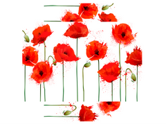 Magnetic Metal Board – Dry-Erase Wall Board & Strong Magnet Bulletin Board for Offices, Homes & Classrooms – Modern & Durable Wall Organizer : Poppy seed flowers