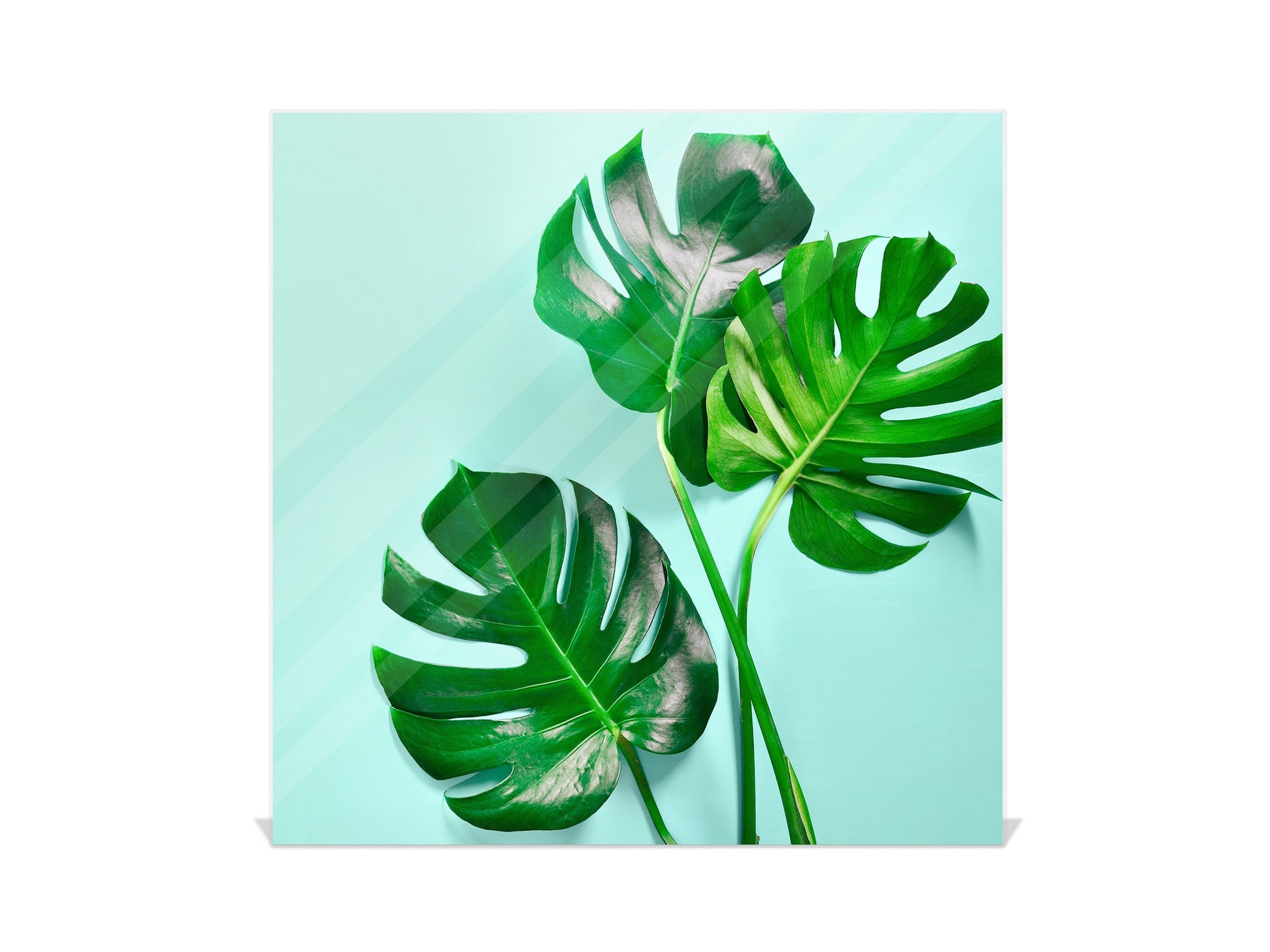 Decorative Key Organizer with Magnetic Surface Dry-Erase Board KN11 Tropical Leaves Series: Monstera summer leaves