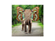 50 Keys Holder K11 Elephant with wings