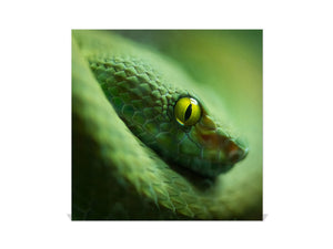 Armadietto portachiavi decorativo con lavagna K02: Serpente di mamba verde