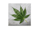Dekorativer Key Organizer K04 Cannabis-Hintergrund