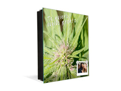 50 Keys Holder K04 Marijuana soaking up the sun