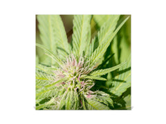 50 Keys Holder K04 Marijuana soaking up the sun