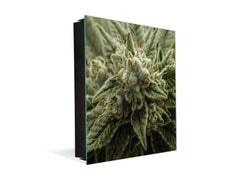 50 Keys Holder K04 A live cannabis plant in flowering