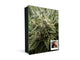 Cuadro de Llaves acabado con pintura en polvo K04 Una planta viva de cannabis en floración.
