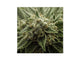 Dekorativer Key Organizer K04 Eine Cannabispflanze in der Blüte