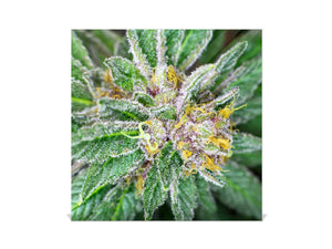 50 Keys Holder K04 Dank Purple haze kush medical cannabis