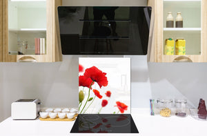 Glass kitchen backsplash – Photo backsplash BS03 Flower Series: Poppy On A White Background 1