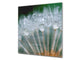 Toughened glass backsplash BS 04 Dandelion and flowers series: Dandelion Drops 3