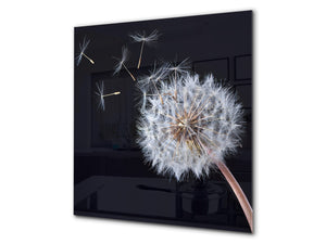 Gehärtete Glasrückwand – Glasrückwand mit aufgedrucktem kunstvollen Design BS04 Serie Löwenzahn und Blumen:  Black Dandelion