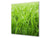 Pannello in vetro rinforzato – Paraspruzzi cucina e bagno BS17 Serie erba verde e cereali: Grass Leaf Green 3