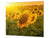 Induction Cooktop cover 60D06A: Sunflower 2