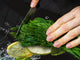 Enorm Küchenbrett aus Hartglas und Induktionskochplattenabdeckung; Fruit and Vegetables series DD02: Lemon with mint