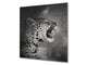 Diseño de vidrio de arte splashback de vidrio impreso BS21A Animals A Series: Tigre blanco y negro 5