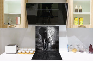 Décoration murale imprimée sur verre de sécurité – Antiprojections en verre cuisine BS21B Série animaux B  Éléphant Gris 3