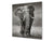 Glas Küchenrückwand – Hartglas-Rückwand – Foto-Rückwand BS 21B Serie Tiere B:  Elephant Gray 4
