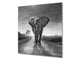 Toughened glass backsplash – BS21B  Animals B Series: Elephant Gray 6