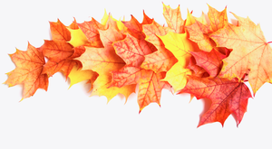 Special order for Dominique: wide format Wall panel with magnetic and non-magnetic metal sheet backing: Autumn maple leaves