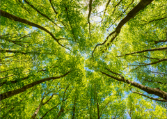 Order for Niki 70x50CM ENORMOUS  Tempered GLASS Chopping Board